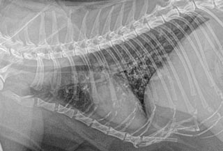 Figure 1. Lateral thoracic radiograph of a cat with lower airway disease, with a diffuse bronchointerstitial pattern and multifocal mineralisation of the bronchi.