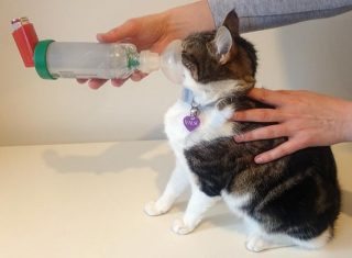 Figure 2. Fluticasone inhalations are administered via a spacing chamber and are usually well tolerated by cats.