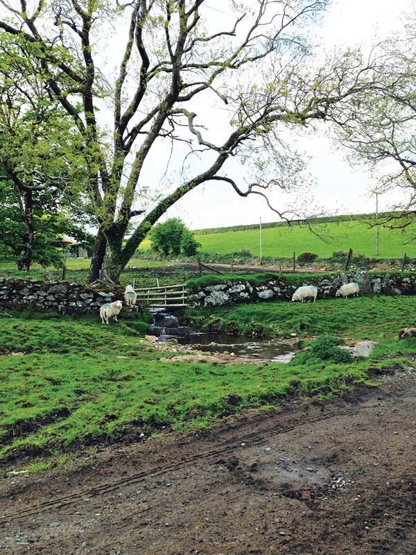 Figure 1. Increased rainfall and environmental stewardship schemes favouring wetland development have contributed to the increase in habitats for the mud snail – the intermediate host for Fasciola hepatica.