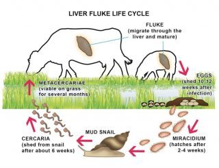 Figure 2. Liver fluke life cycle. Image: www.cattleparasites.org.uk