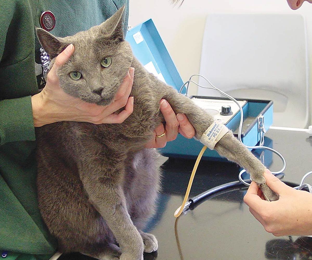 Figure 1. Blood pressure measurement using Doppler methodology.