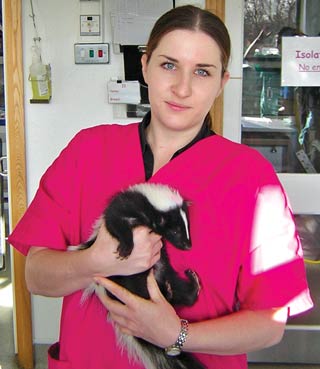 Figure 1. Gentle restraint of a young skunk for examination.