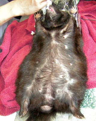 Figure 5. An obese skunk with pendulous abdomen, ribs and vertebrae not easily palpated.