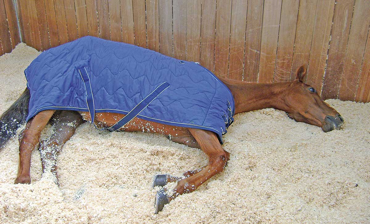 Colic medical treatment and management in horses Vet Times