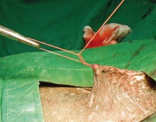Figure 1. An Aberdeen knot being tied to close a canine surgical skin incision.