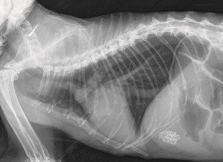 Figure 1. The lateral thoracic radiograph.