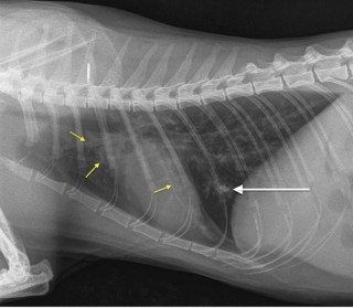 Figure 3. Lateral radiograph of the thorax of a cat with severe lower airway disease, showing bronchial walls (yellow arrows) and small mineralised foci in the lungs (white arrow).