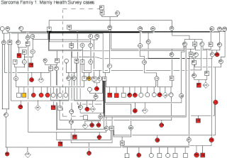 Figure 10. Pedigree of one family, courtesy of David Sargan. Squares are males, circles are females. Red denotes histologically confirmed histiocytic sarcoma and yellow denotes cancer of unknown type. In the higher generations, there may have been cases with tumours that we were not aware of.