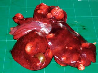 Figure 9. Gross appearance of metastatic nodules of histiocytic sarcoma in the liver of an affected dog.