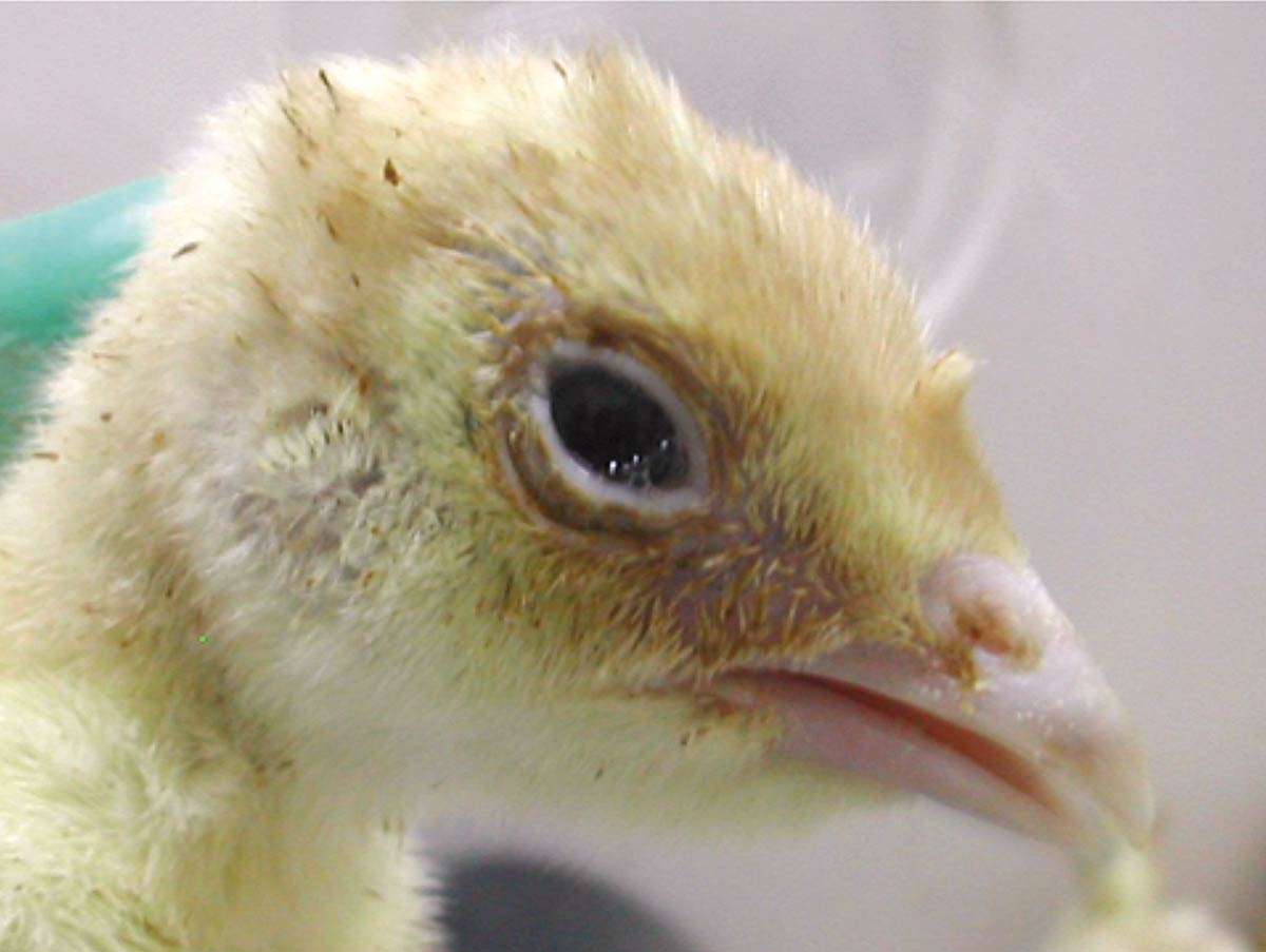 Figure 1. A young poult showing conjunctivitis after experimental infection with avian metapneumovirus. Image: Elena Catelli, University of Bologna.