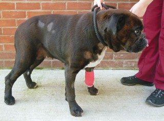 Figure 1. Bilaterally symmetrical alopecia and hyperpigmentation on a six-year-old boxer with hypothyroidism.