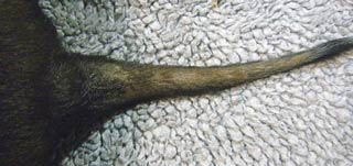 Figure 2. “Rat tail” appearance in a dog with hypothyroidism.