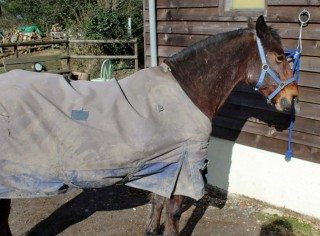 Aged horses tend to become hirsute and need clipping all year round to keep them comfortable.