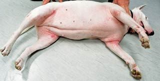 A dog with atopic dermatitis. Note the erythema on axillae, groin, ventral abdomen, neck, medial aspect of elbows and muzzle.