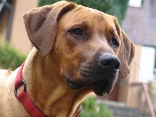 A prospective case series study was carried out to investigate ventricular arrythmias in Rhodesian ridgebacks with a family history of sudden death.