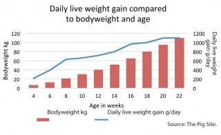 Daily live weight gain compared to bodyweight and age in pigs. Source: The Pig Site.