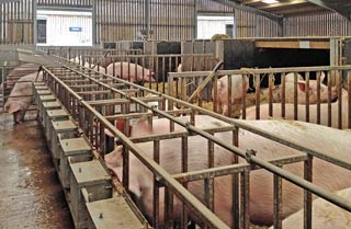 Indoor pig units make up 60% of UK pig production.