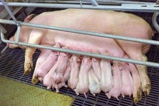 Newborn piglets are vulnerable, wet and their production of body heat is limited; thus, good farrowing accommodation management is key.