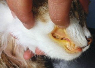 Figure 1. Icterus in a cat with immune-mediated haemolytic anaemia. 