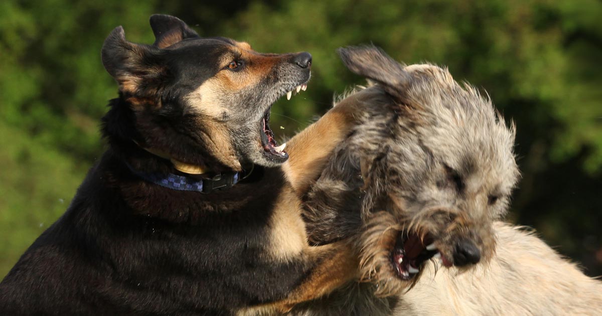 Illegal dog fighting going unreported Vet Times