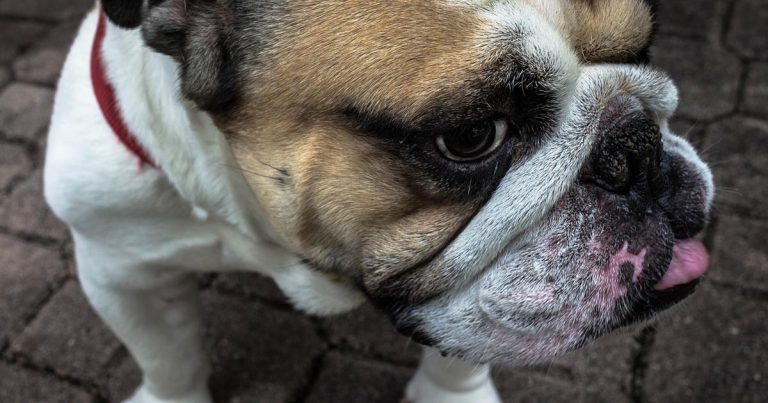 Study highlights English bulldog as one of ‘unhealthiest