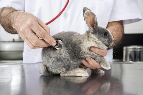 taking rabbit to vet