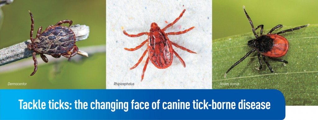 Tackle ticks: the changing face of canine tick-borne disease