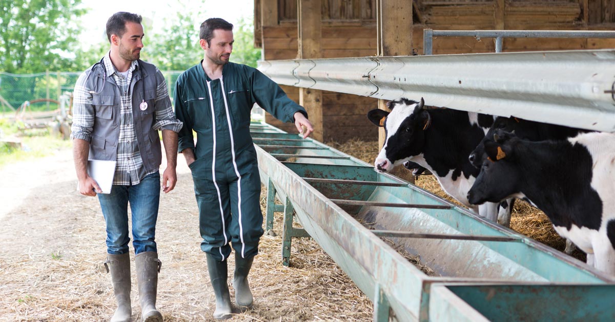 How To Become A Farm Vet UK – CollegeLearners.com