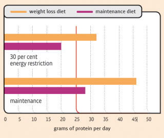 Figure 2. Grams of protein per day provided by a typical feline maintenance diet and a typical veterinary feline weight loss diet when fed to achieve weight maintenance or weight loss (after 30 per cent energy restriction) for an obese 8kg cat. The red line denotes the minimum protein requirement in grams per day for this cat, according to the European Pet Food Manufacturers Federation