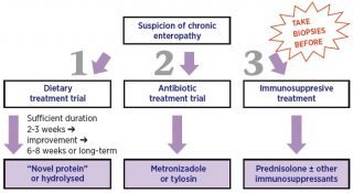 Sequential treatments when chronic enteropathy is suspected.