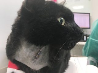 A cat post-thyroidectomy.