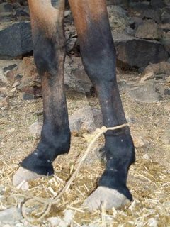 On trek, mules historically were tethered using a length of rope tightly tied to the pastern, or over the cannon bone of the forelimb. As an animal ages, it acquires more scars and injuries due to the burns and associated trauma resulting from this practice.