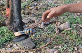 The rope that was previously knotted around the mule’s legs is now fashioned into a slip knot that can be placed over the stopper knot and locked into place.
