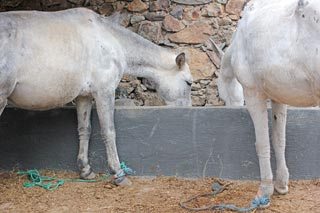 Muleteers now use the tethers on trek, as here at a gîte (accommodation) in Tizi Oussem, where feed and water troughs have been built for the mules.