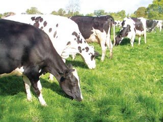 Dry cows should not be allowed to get too fat while at grass during the summer months.