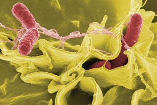 Salmonella bacteria.