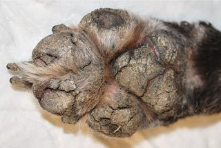 Figure 2. Hyperkeratosis of the foot pads.