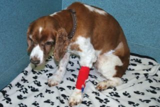 Figure 3. Amber, a nine-year-old neutered female Welsh springer spaniel, with a chronic history of weight loss, diarrhoea and hypoalbuminaemia.