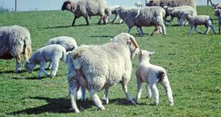 Figure 5. Coccidiosis is more common in twin lambs – especially where stocking rates are high.