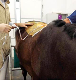 Figure 5. A vacuum-assisted wound closure system being applied to a wound on a horse’s dorsal thoracic region. Image: © A Fiske-Jackson/RVC, London.