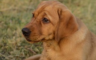 Labrador retrievers and Jack Russell terriers are predisposed to paroxysmal movement disorders, which can mimic seizures. Image: © Aureliy Movila/Freeimages.