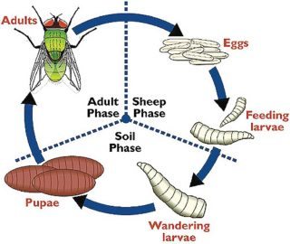 Figure 1. Life cycle of Lucilia sericata. Image: © K Pitts.