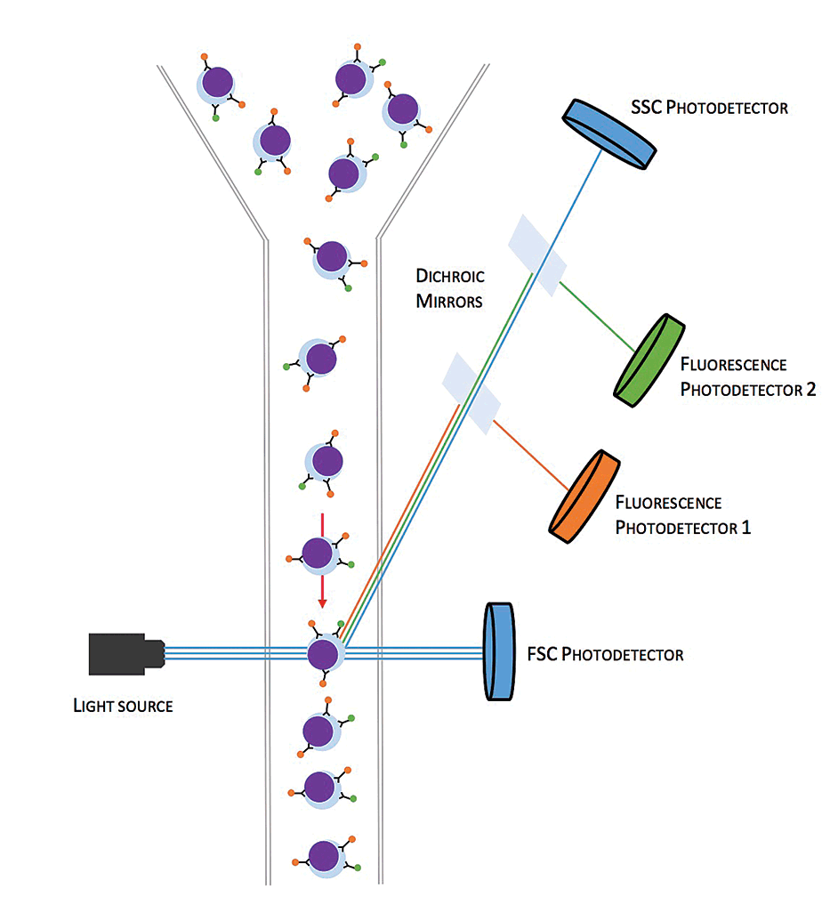 Figure 2. Diagram of the flow cell. The cells, with attached antibody-conjugated fluorochromes, flow in single file between the light source and the photodetectors. Photodetectors are positioned to evaluate forward scatter (forward-scattered light photodetector) and side scatter (spot-size converter photodetector). Side scatter light is also directed to a number of fluorescence photodetectors by dichroic mirrors.