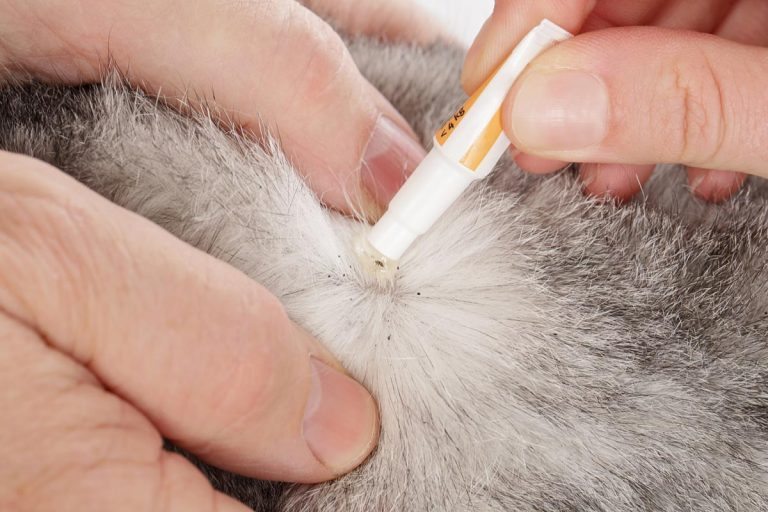 Rspca flea away cat cheap