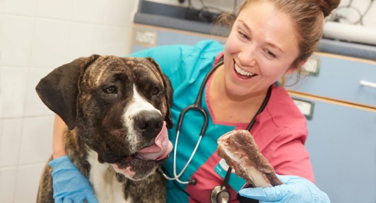 dog ate pork rib bone whole