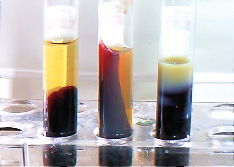 Figure 3. Clotted blood samples showing cloudy appearance of serum associated with hyperlipaemia. Triglycerides may still be elevated with a clear appearance of the serum and laboratory analysis is required to confirm values are within normal limits.