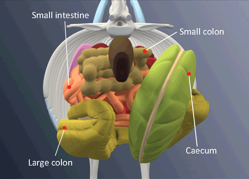 Figure 3. Diagrammatic representation of the normal anatomical structure viewed from the caudal aspect of the equine abdomen. Image: Boehringer Academy.