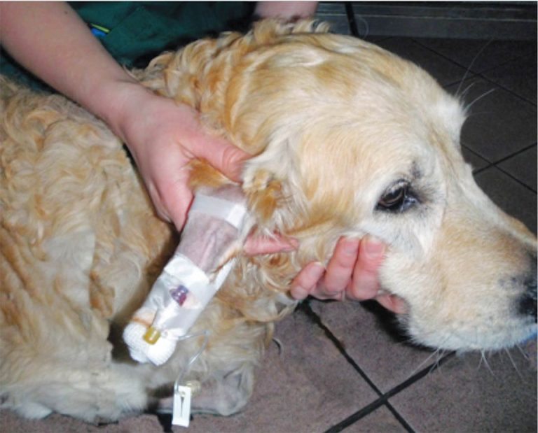 Companion Animal Fluid Therapy Vet Times