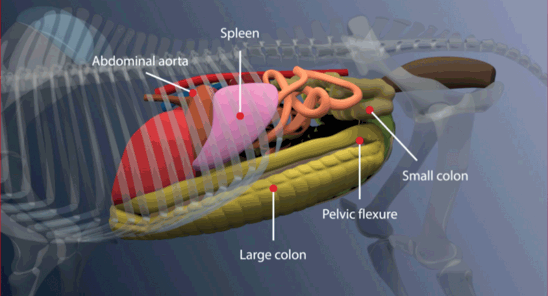 Figure 1. Diagrammatic representation of the normal anatomical structures on the left side of the equine abdomen. Image: Boehringer Academy.