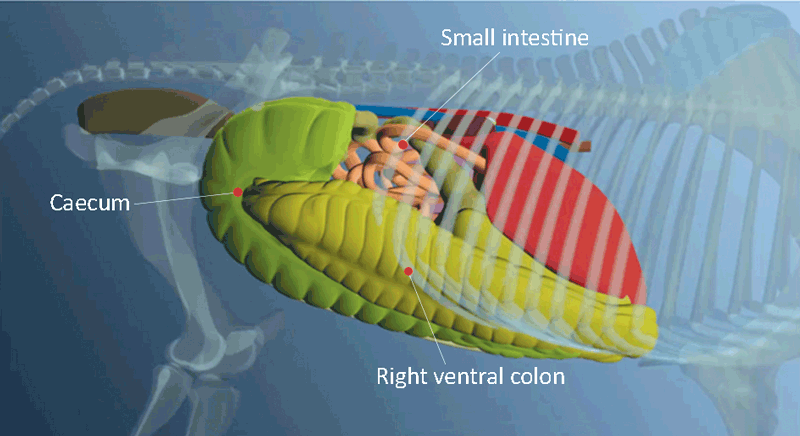 Figure 2. Diagrammatic representation of the normal anatomical structures on the right side of the equine abdomen. Image: Boehringer Academy.